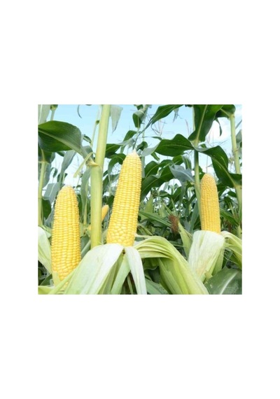 Tatlı Mısır Tohumu - 10 Gram