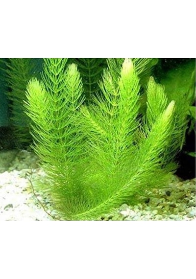 Ceratophyllum Demersum Tilki Kuyruğu Çam 2 Saksı