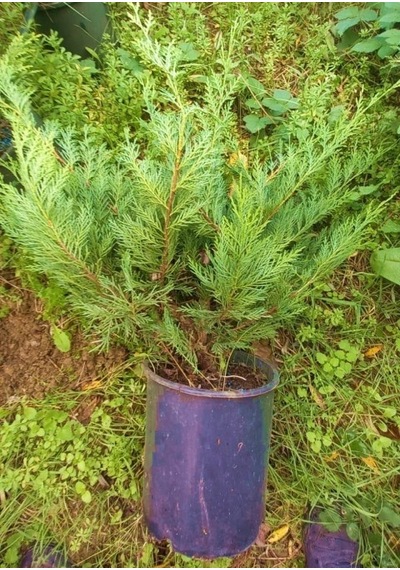 Yayılıcı Leylandi Cupressocyparis Leylandii Horizantelis 40-60 Cm