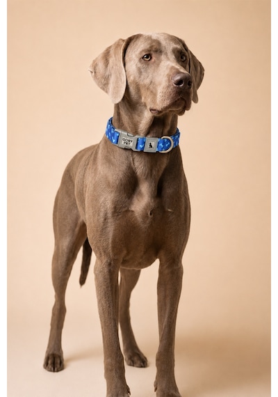 Köpekler İçin Dayanıklı Ve Güvenli, Desenli Boyun Tasması 25mm Lacivert