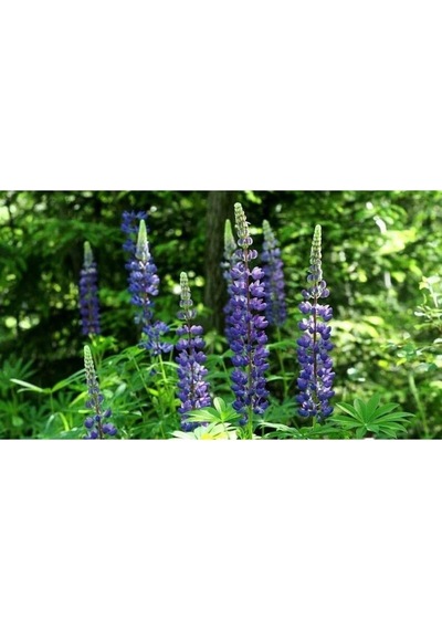 Tohum Dünyam 5 Adet Lupin Blue Flame Giant Tohumu