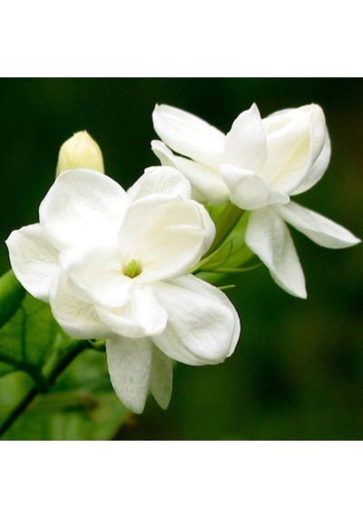 Serada Decor Plant Ful Yasemin Çiçeği 70 Cm Beyaz Yasemin