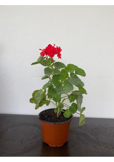 Alev Kırmızı Sardunya Fidesi 10-20 Cm