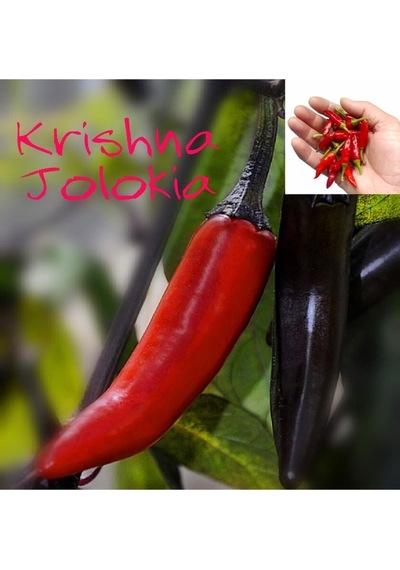 Krishna Jolokia Acı Biber Tohumu