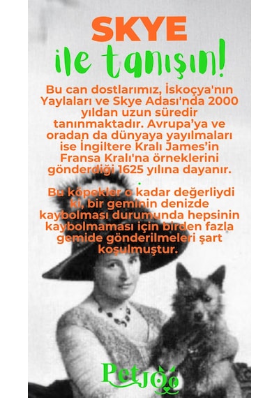 Petjoo 6.Skye Yeşil-Turuncu Qr'lı Köpek Künyesi
