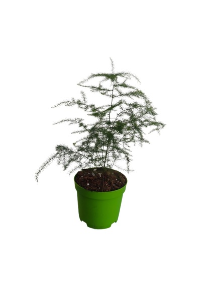 3'lü Set 2 Adet Japon Şemsiyesi+ 1 Adet Tül 5-10 Cm Salon Bitkisi