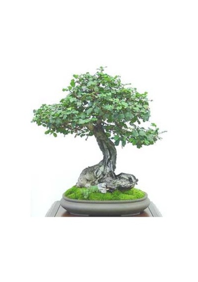 Bodur Keçi Boynuzu Bonzai Ağacı Tohumu Ekim Seti Tohum +Saksı+Top