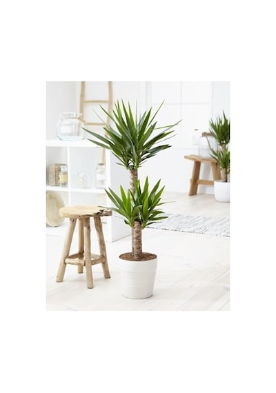 Yukka Çiçeği Yucca 2'li Dikim İç Mekan Bitkisi 80-100cm