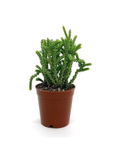Serada Decor Plant Prenses Çamı Sukulent