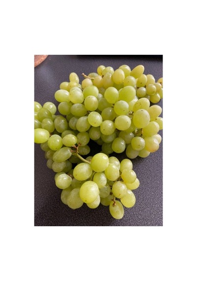 Çekirdeksiz Yeşil-sarı Üzüm Fidanı 10-20 Cm