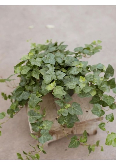 Dekoratif Kaya Sarmaşığı 40-60 Cm Formlu Ve Canlı Hedera Helix