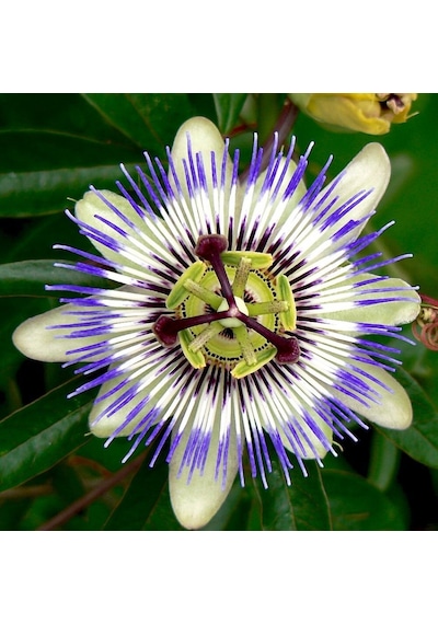 Tüplü Mavi Passiflora Aşk Meyvesi Fidanı