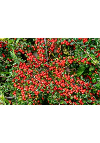 Cotoneaster Horizontalis 10 Adet - Yayılıcı Dağ Muşmulası