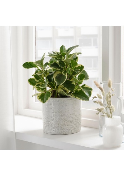 Seramik Saksı, Beyaz, 15 Cm Diğer