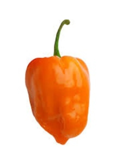 Çok Acı Habanero Acı Biber Tohumu 5 Tohum + Tohum