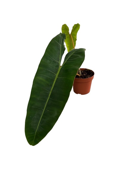 Philodendron Billietiae
