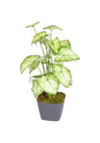 Saksıda Yapay Bitki Caladium-kaladyum Demet Gerçek Dokulu 18 Yaprak 43 Cm. Çok Renkli