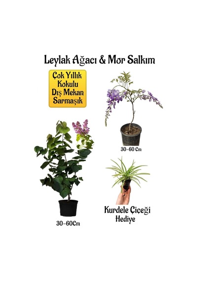 Yoğun Kokulu Leylak Ağacı Fidanı+mor Salkım Ağacı Fidanı Kurdele Çiçeği Hediyeli Peyzaj Seti
