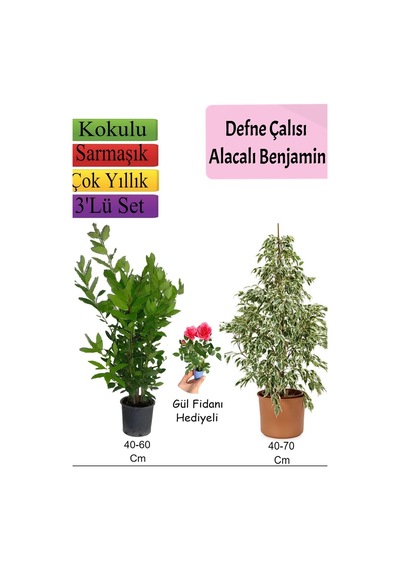 Süper Ürün Beyaz Alacalı Benjamin Bitkisi Defne Çalısı Gül Fidanı