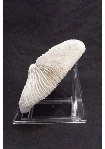 Mantar Mercan Dekoratif Parça Mushroom Coral 9dm