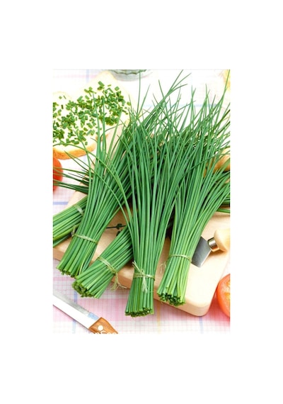 Staro Frenk Soğanı Tohumu Soğanotu Chives