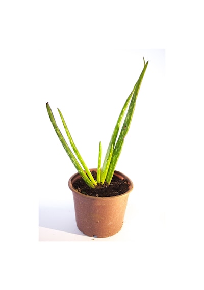 Aloe Vera Bitkisi Sarısabır Cilt Için Uygun Jel Aleovera 8 Cm Orta Boy Saksıda