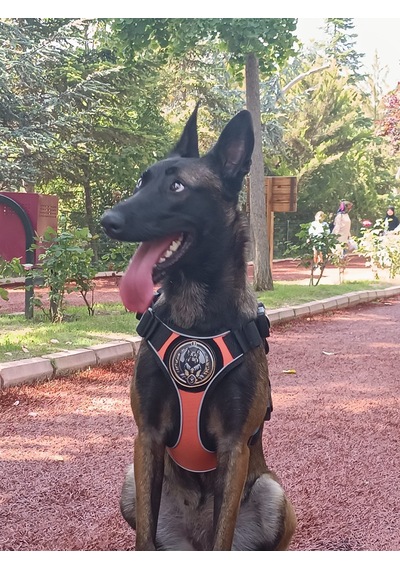 Tactical Göğüs Tasması Taktik Tasma Turuncu