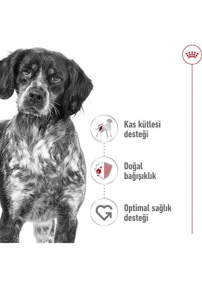 Royal Canin Medium Adult Orta Irk Yetişkin Köpek Maması 15 KG