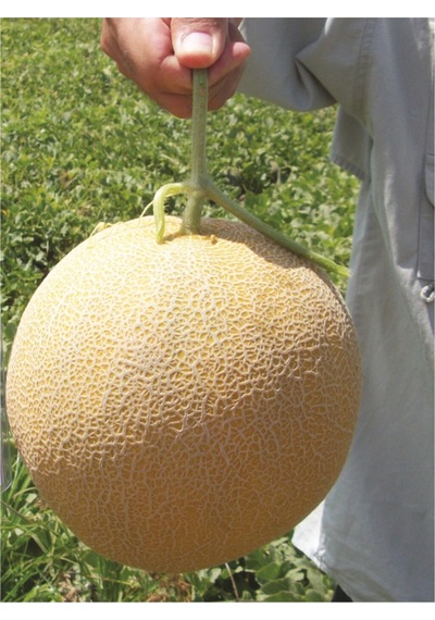 Ananas Kavun Tohumu 15 Adet Tohum Bal Kavun