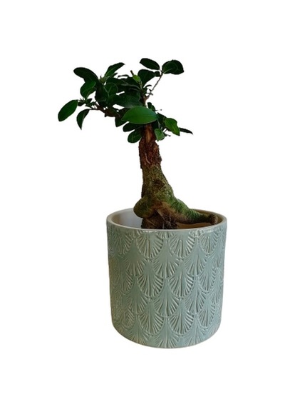 Ficus Ginseng Bonsai 20-30 Cm