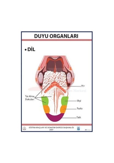 Duyu Organları Levhası Dil
