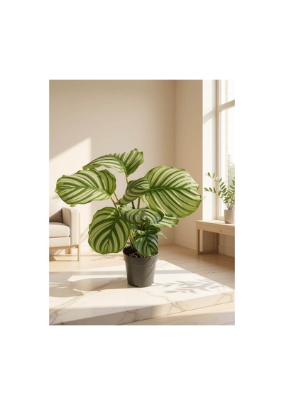 Dua Çiçeği Goeppertia Orbifolia 18-20 Cm Arası Saksı Çapı