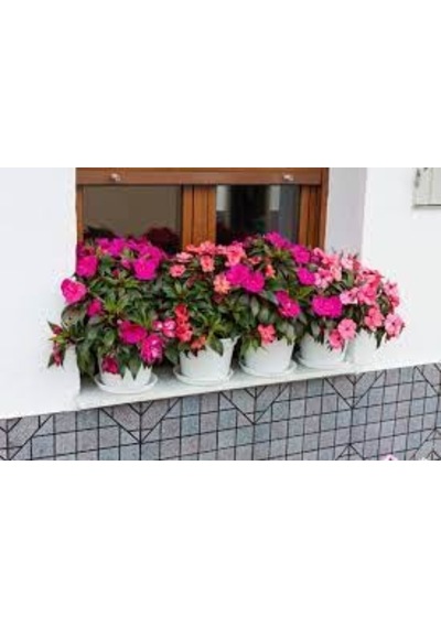 25 Adet Tohum Hobi Balkon Çiçek Cam Güzeli Çiçeği Saksı Toprak He