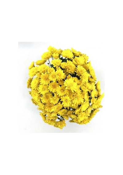 Sarı Kasımpatı Krizantem Chrysanthemum 10-20 Cm