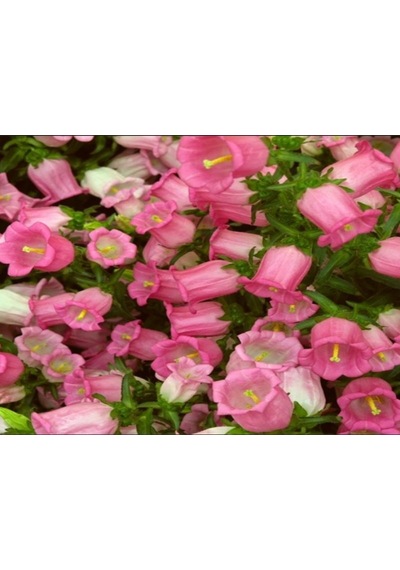 İsabella Rose Pink Çan Çiçeği Tohumu 100 Tohum