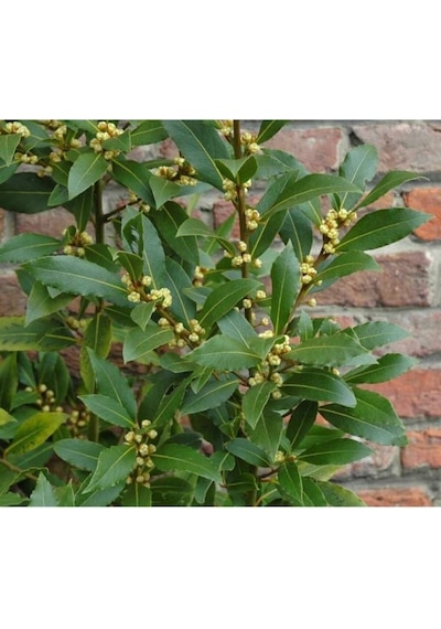 Laurus Nobilis Defne Fidanı Saksılı