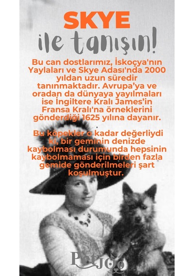 Petjoo 6.Skye Gri-Turuncu Qr'lı Köpek Künyesi