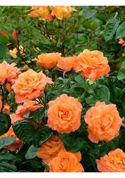 Yediveren Somon Kayısı Sarmaşık Gül Fidanı 15-25 Cm