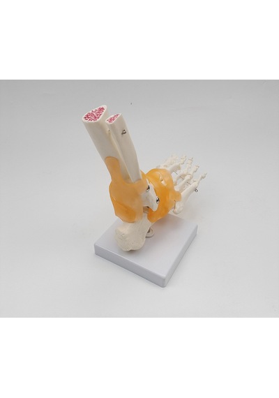 Ece-Eğitim Ayak Eklemi Modeli Ligamentli Gerçek Boyut