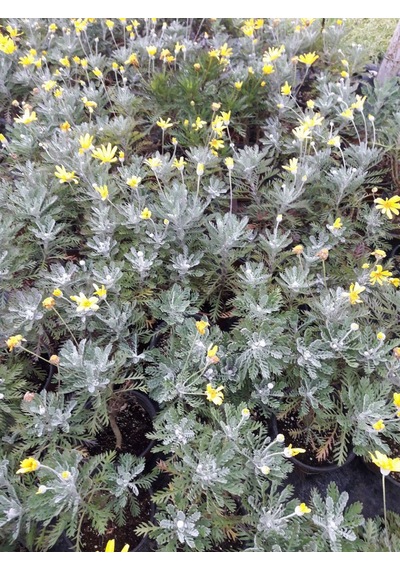 Sarı Papatya Euryops 10 Adet - Çok Yıllık Dış Mekan Çiçeği