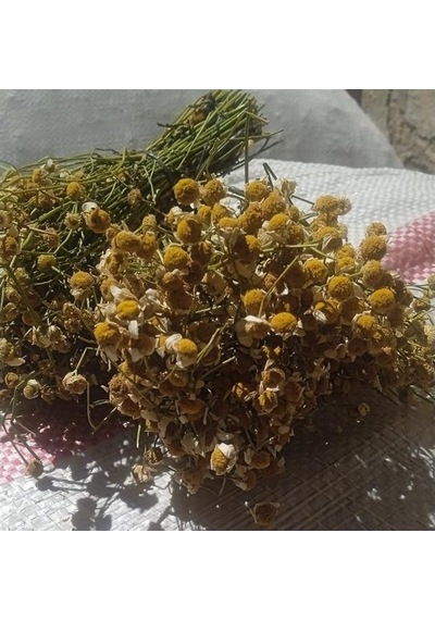 Papatya Demet Aktar Depo Diğer