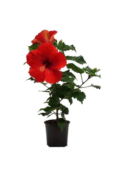 Saksılı 2 Li Çiçek Seti Kırmızı Japon Gülü & Filbahri 30-50cm Boy Aralığı