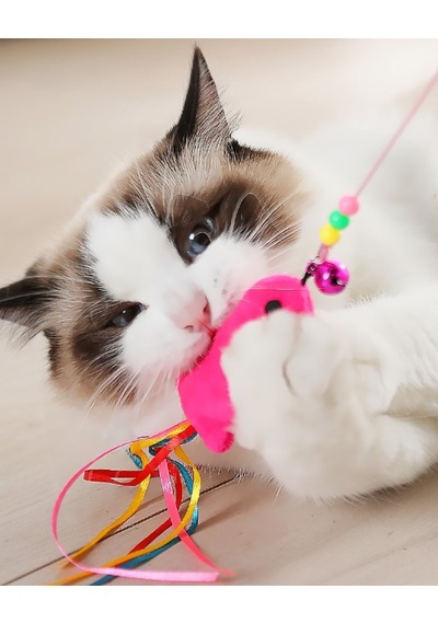 Balıklı Kedi Oyun Oltası Şeffaf