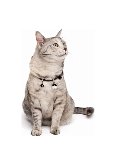 Pıxıe Kedi Boyun Zilli Tasması Black