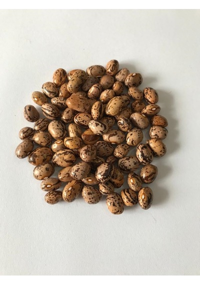 Yerli UzunEnli Erken Sırık Fasulye Tohumu 500 GR Alacalı
