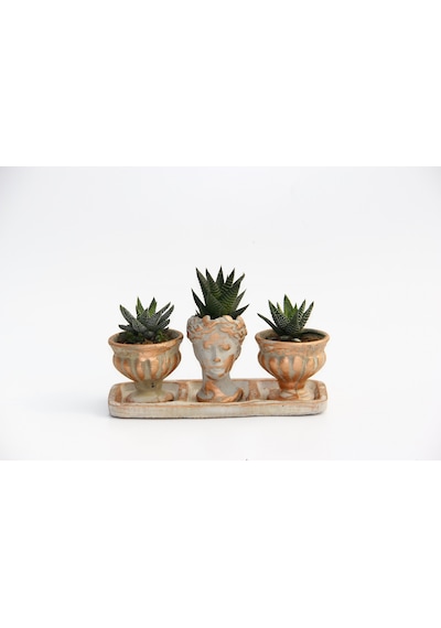 Trio Helen Orange Sukulent Seti - Haworthia Pumila. Limifolia