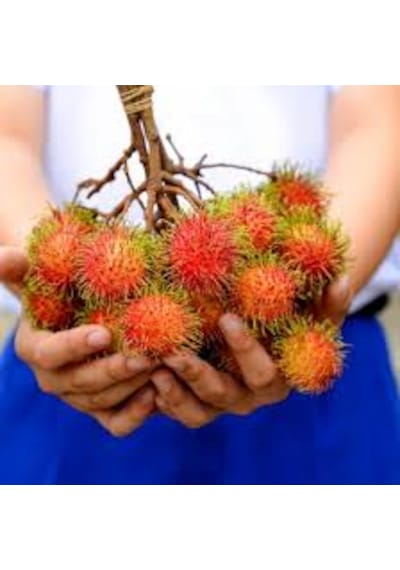 1 Adet Tohum Nadir Organik Tropikal Rambutan Meyve Ağaç Tohumu