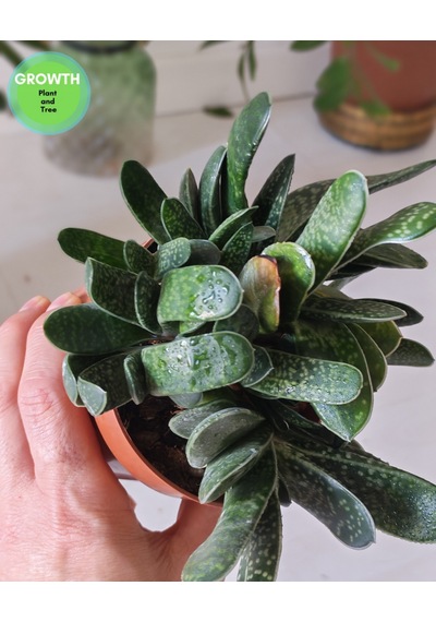 Gasteria Bicolor Sukulent 1 Adet