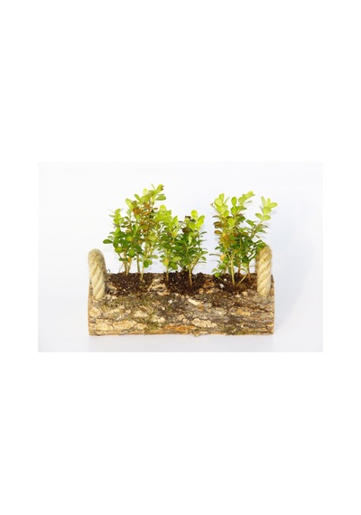Trio Set Ahşap Dekoratif Sukulent
