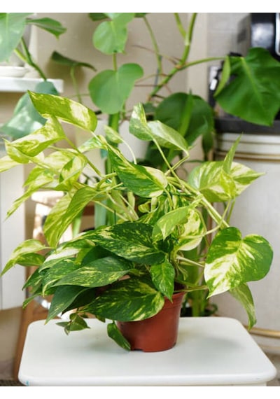 Videolu Alacalı Pothos Potos Salon Sarmaşığı Mini Saksılı 10 30 Cm 1 Adet Iç Mekan Bitkisi